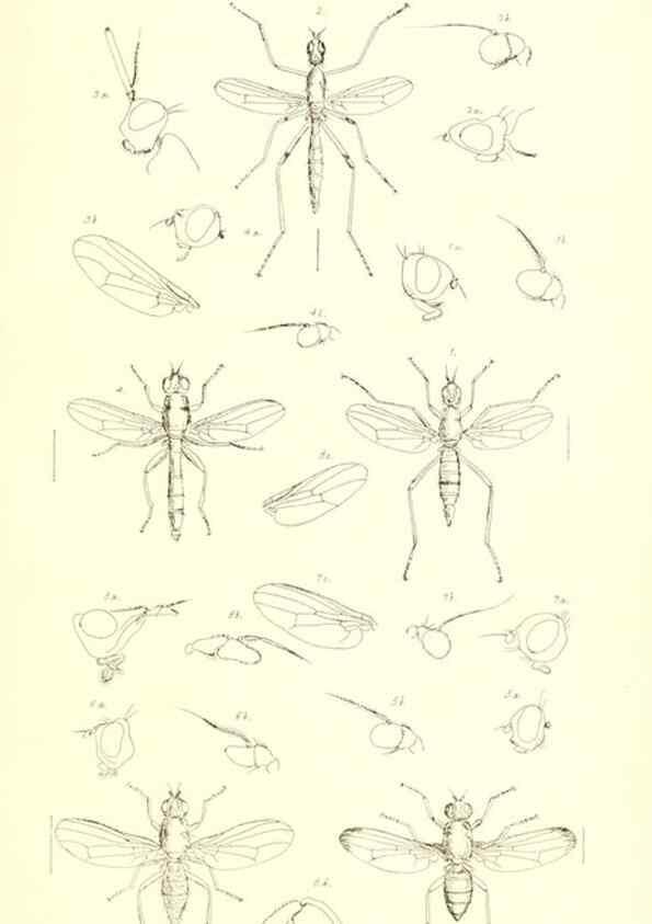 Reproducción/Reproduction 49770722546: Insecta Britanica : Diptera / by Francis Walker.. London :Reeve and Benham,1851-56.. 