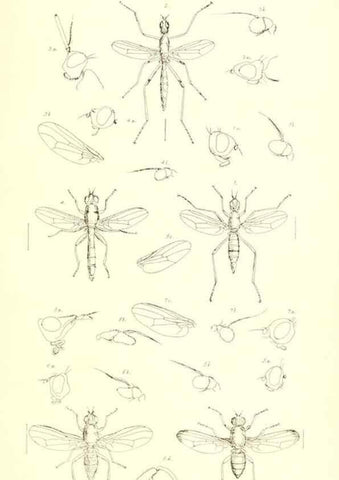 Reproducción/Reproduction 49770722546: Insecta Britanica : Diptera / by Francis Walker.. London :Reeve and Benham,1851-56.. 