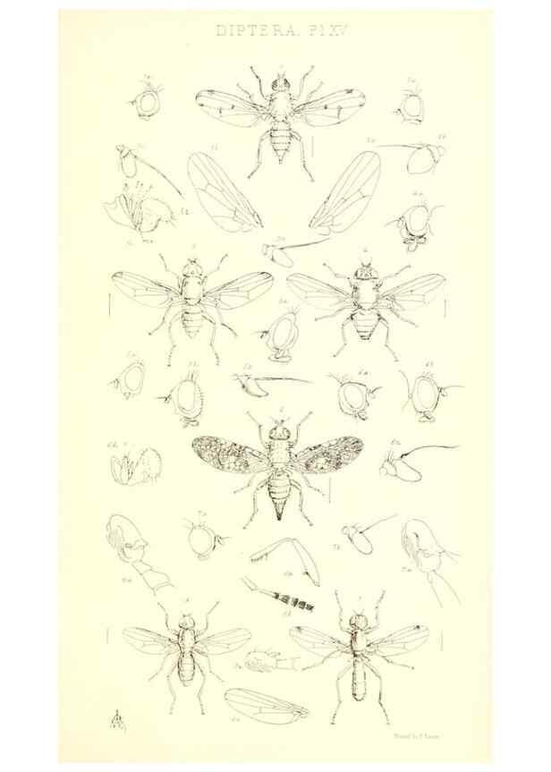 Reproducción/Reproduction 49771050417: Insecta Britanica : Diptera / by Francis Walker.. London :Reeve and Benham,1851-56.. 