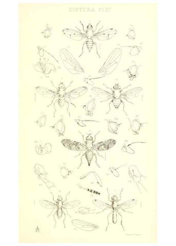 Reproducción/Reproduction 49771050417: Insecta Britanica : Diptera / by Francis Walker.. London :Reeve and Benham,1851-56.. 