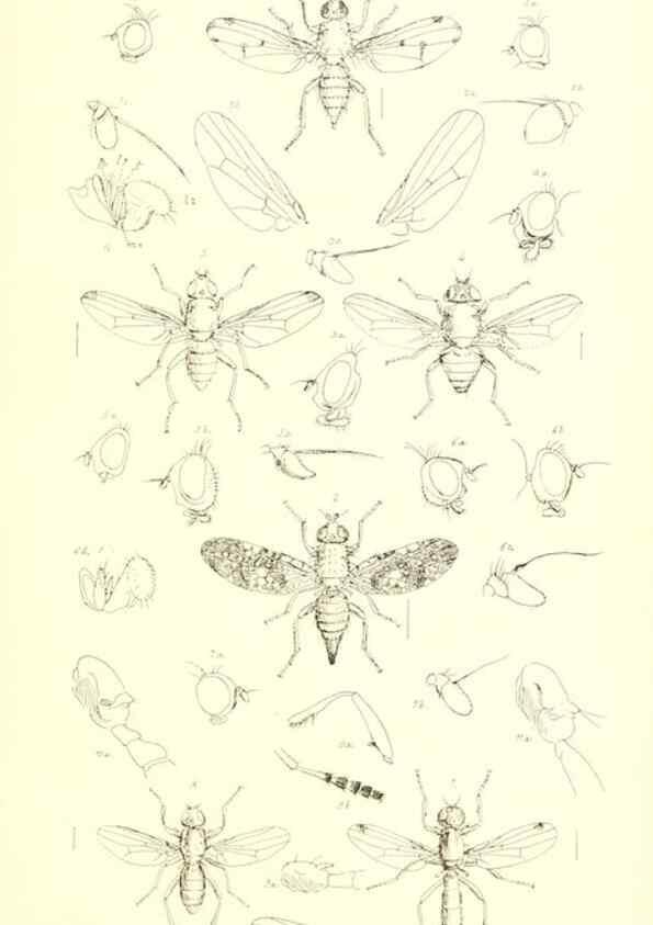 Reproducción/Reproduction 49771050417: Insecta Britanica : Diptera / by Francis Walker.. London :Reeve and Benham,1851-56.. 