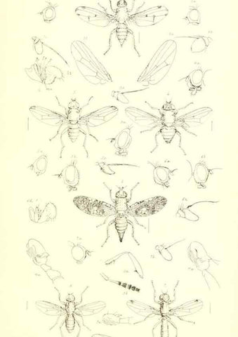 Reproducción/Reproduction 49771050417: Insecta Britanica : Diptera / by Francis Walker.. London :Reeve and Benham,1851-56.. 