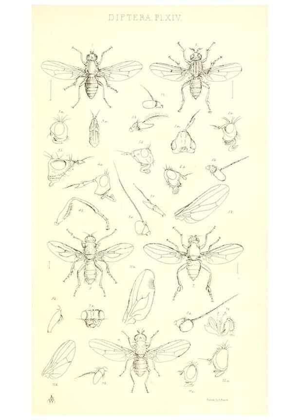 Reproducción/Reproduction 49770721896: Insecta Britanica : Diptera / by Francis Walker.. London :Reeve and Benham,1851-56.. 