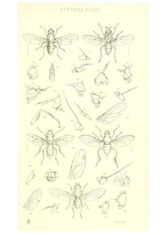 Reproducción/Reproduction 49770721896: Insecta Britanica : Diptera / by Francis Walker.. London :Reeve and Benham,1851-56.. 