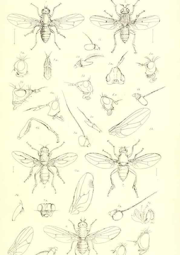 Reproducción/Reproduction 49770721896: Insecta Britanica : Diptera / by Francis Walker.. London :Reeve and Benham,1851-56.. 