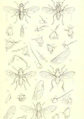 Reproducción/Reproduction 49770721896: Insecta Britanica : Diptera / by Francis Walker.. London :Reeve and Benham,1851-56.. 