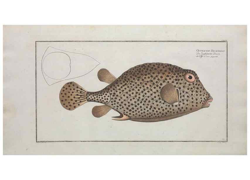 Reproducción/Reproduction 49769971278: Ichtyologie, ou, Histoire naturelle, générale et particulière des poissons :. A Berlin :Chez l'auteur, & chez François de la Garde libraire,1785-1797.. 