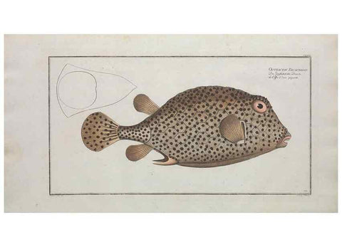 Reproducción/Reproduction 49769971278: Ichtyologie, ou, Histoire naturelle, générale et particulière des poissons :. A Berlin :Chez l'auteur, & chez François de la Garde libraire,1785-1797.. 