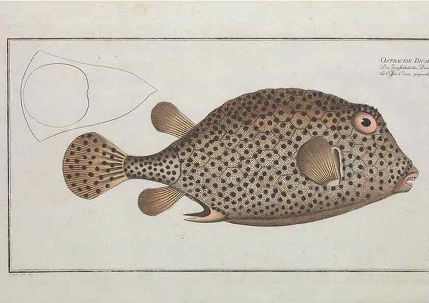 Reproducción/Reproduction 49769971278: Ichtyologie, ou, Histoire naturelle, générale et particulière des poissons :. A Berlin :Chez l'auteur, & chez François de la Garde libraire,1785-1797.. 