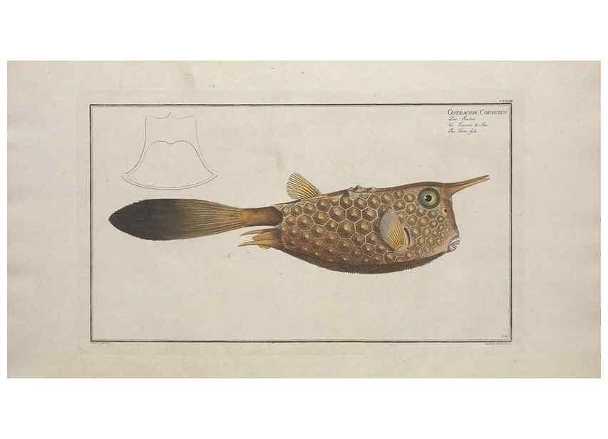 Reproducción/Reproduction 49770829002: Ichtyologie, ou, Histoire naturelle, générale et particulière des poissons :. A Berlin :Chez l'auteur, & chez François de la Garde libraire,1785-1797.. 