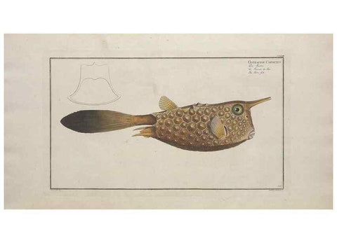 Reproducción/Reproduction 49770829002: Ichtyologie, ou, Histoire naturelle, générale et particulière des poissons :. A Berlin :Chez l'auteur, & chez François de la Garde libraire,1785-1797.. 