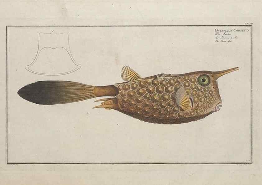 Reproducción/Reproduction 49770829002: Ichtyologie, ou, Histoire naturelle, générale et particulière des poissons :. A Berlin :Chez l'auteur, & chez François de la Garde libraire,1785-1797.. 