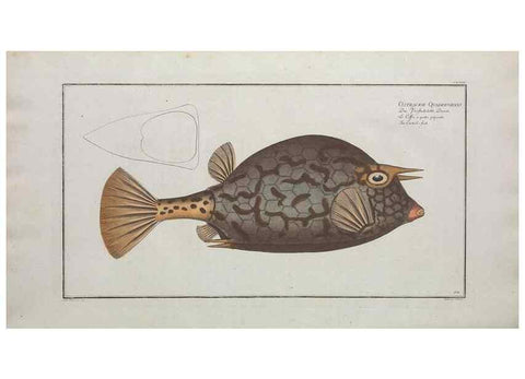 Reproducción/Reproduction 49770829457: Ichtyologie, ou, Histoire naturelle, générale et particulière des poissons :. A Berlin :Chez l'auteur, & chez François de la Garde libraire,1785-1797.. 
