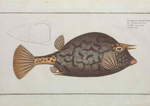 Reproducción/Reproduction 49770829457: Ichtyologie, ou, Histoire naturelle, générale et particulière des poissons :. A Berlin :Chez l'auteur, & chez François de la Garde libraire,1785-1797.. 
