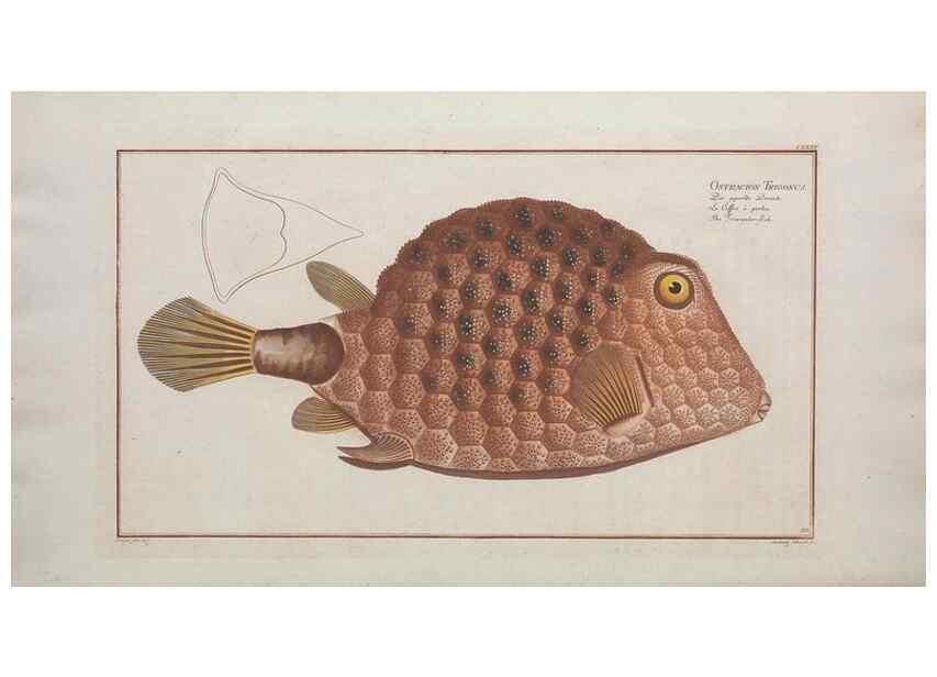 Reproducción/Reproduction 49769972813: Ichtyologie, ou, Histoire naturelle, générale et particulière des poissons :. A Berlin :Chez l'auteur, & chez François de la Garde libraire,1785-1797.. 