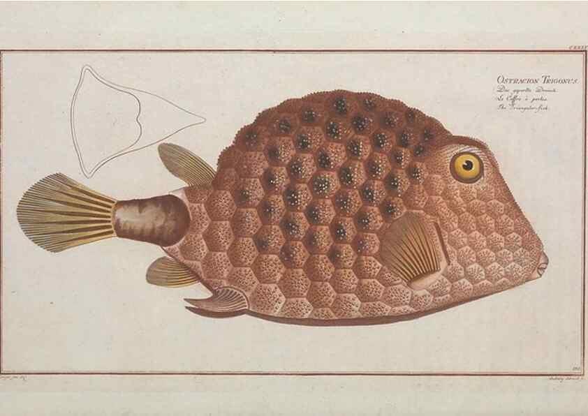 Reproducción/Reproduction 49769972813: Ichtyologie, ou, Histoire naturelle, générale et particulière des poissons :. A Berlin :Chez l'auteur, & chez François de la Garde libraire,1785-1797.. 