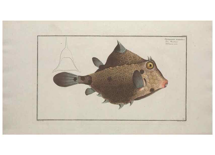 Reproducción/Reproduction 49770505821: Ichtyologie, ou, Histoire naturelle, générale et particulière des poissons :. A Berlin :Chez l'auteur, & chez François de la Garde libraire,1785-1797.. 