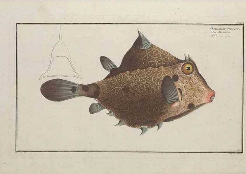 Reproducción/Reproduction 49770505821: Ichtyologie, ou, Histoire naturelle, générale et particulière des poissons :. A Berlin :Chez l'auteur, & chez François de la Garde libraire,1785-1797.. 