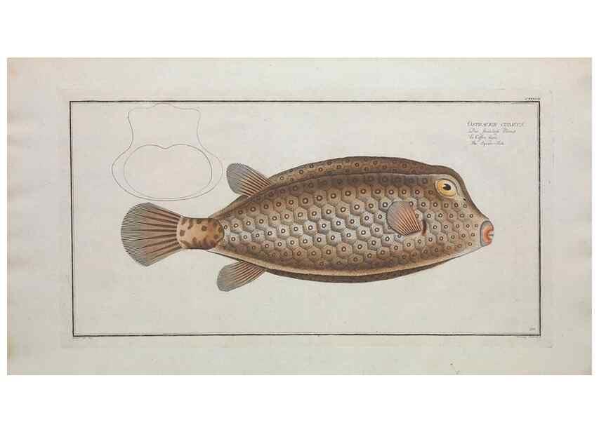 Reproducción/Reproduction 49770506126: Ichtyologie, ou, Histoire naturelle, générale et particulière des poissons :. A Berlin :Chez l'auteur, & chez François de la Garde libraire,1785-1797.. 
