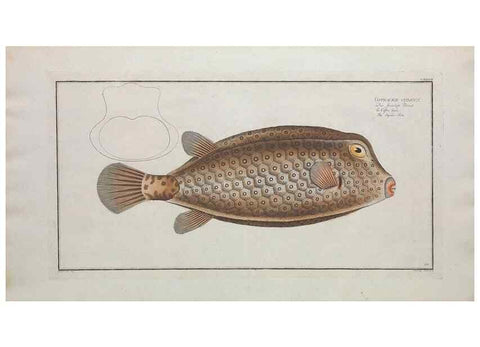 Reproducción/Reproduction 49770506126: Ichtyologie, ou, Histoire naturelle, générale et particulière des poissons :. A Berlin :Chez l'auteur, & chez François de la Garde libraire,1785-1797.. 