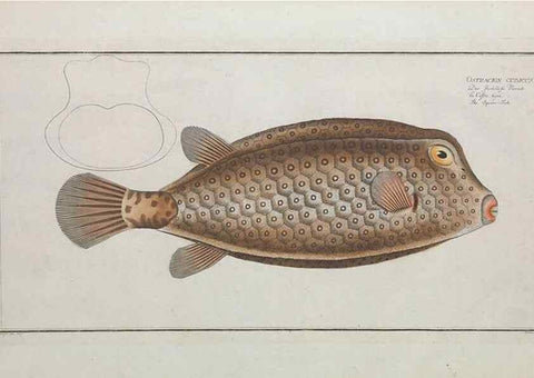 Reproducción/Reproduction 49770506126: Ichtyologie, ou, Histoire naturelle, générale et particulière des poissons :. A Berlin :Chez l'auteur, & chez François de la Garde libraire,1785-1797.. 
