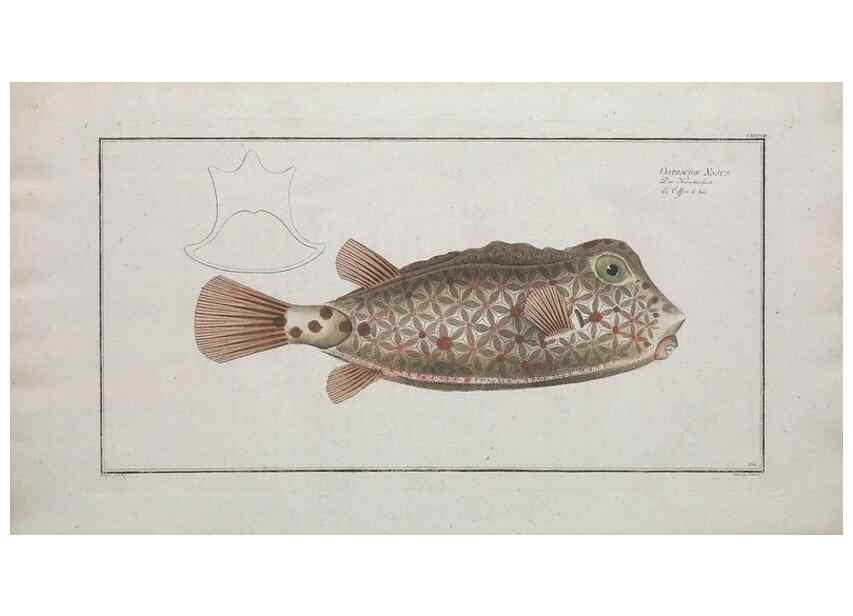 Reproducción/Reproduction 49770506606: Ichtyologie, ou, Histoire naturelle, générale et particulière des poissons :. A Berlin :Chez l'auteur, & chez François de la Garde libraire,1785-1797.. 