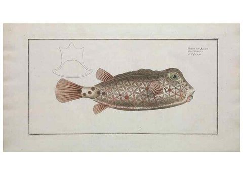 Reproducción/Reproduction 49770506606: Ichtyologie, ou, Histoire naturelle, générale et particulière des poissons :. A Berlin :Chez l'auteur, & chez François de la Garde libraire,1785-1797.. 