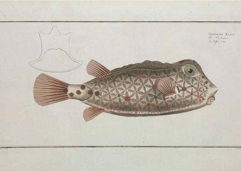 Reproducción/Reproduction 49770506606: Ichtyologie, ou, Histoire naturelle, générale et particulière des poissons :. A Berlin :Chez l'auteur, & chez François de la Garde libraire,1785-1797.. 