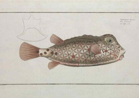 Reproducción/Reproduction 49770506606: Ichtyologie, ou, Histoire naturelle, générale et particulière des poissons :. A Berlin :Chez l'auteur, & chez François de la Garde libraire,1785-1797.. 