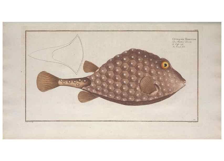 Reproducción/Reproduction 49770503156: Ichtyologie, ou, Histoire naturelle, générale et particulière des poissons :. A Berlin :Chez l'auteur, & chez François de la Garde libraire,1785-1797.. 