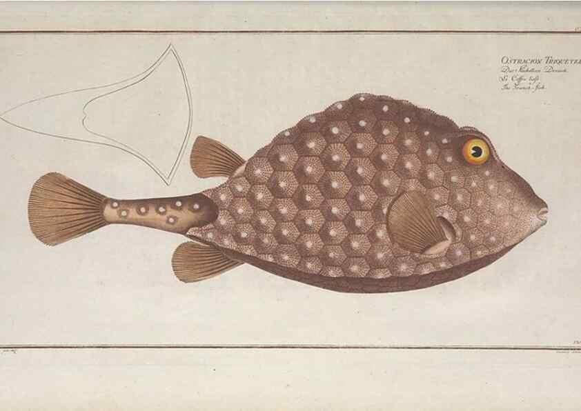 Reproducción/Reproduction 49770503156: Ichtyologie, ou, Histoire naturelle, générale et particulière des poissons :. A Berlin :Chez l'auteur, & chez François de la Garde libraire,1785-1797.. 