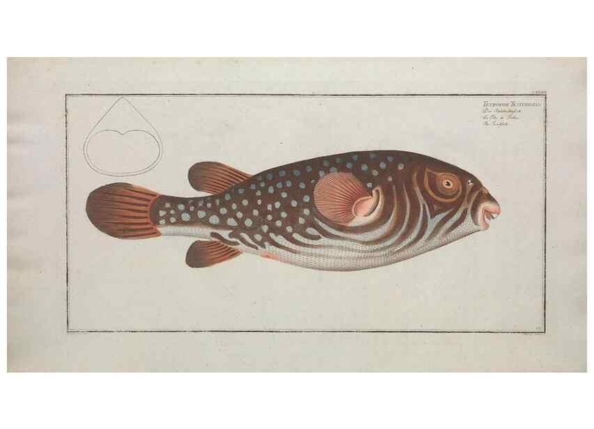 Reproducción/Reproduction 49770831467: Ichtyologie, ou, Histoire naturelle, générale et particulière des poissons :. A Berlin :Chez l'auteur, & chez François de la Garde libraire,1785-1797.. 