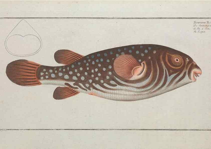 Reproducción/Reproduction 49770831467: Ichtyologie, ou, Histoire naturelle, générale et particulière des poissons :. A Berlin :Chez l'auteur, & chez François de la Garde libraire,1785-1797.. 