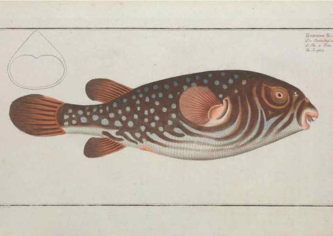 Reproducción/Reproduction 49770831467: Ichtyologie, ou, Histoire naturelle, générale et particulière des poissons :. A Berlin :Chez l'auteur, & chez François de la Garde libraire,1785-1797.. 