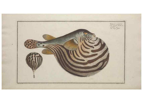 Reproducción/Reproduction 49770832322: Ichtyologie, ou, Histoire naturelle, générale et particulière des poissons :. A Berlin :Chez l'auteur, & chez François de la Garde libraire,1785-1797.. 