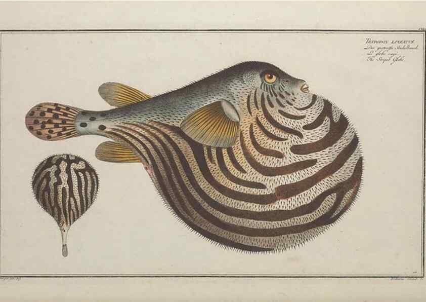 Reproducción/Reproduction 49770832322: Ichtyologie, ou, Histoire naturelle, générale et particulière des poissons :. A Berlin :Chez l'auteur, & chez François de la Garde libraire,1785-1797.. 