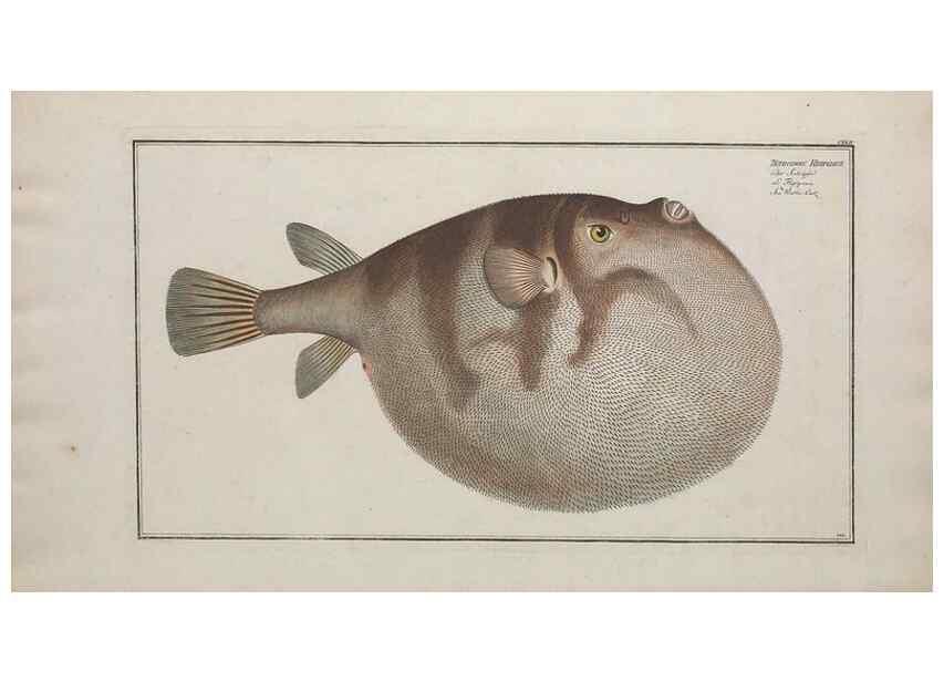 Reproducción/Reproduction 49770508191: Ichtyologie, ou, Histoire naturelle, générale et particulière des poissons :. A Berlin :Chez l'auteur, & chez François de la Garde libraire,1785-1797.. 