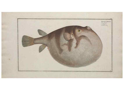 Reproducción/Reproduction 49770508191: Ichtyologie, ou, Histoire naturelle, générale et particulière des poissons :. A Berlin :Chez l'auteur, & chez François de la Garde libraire,1785-1797.. 