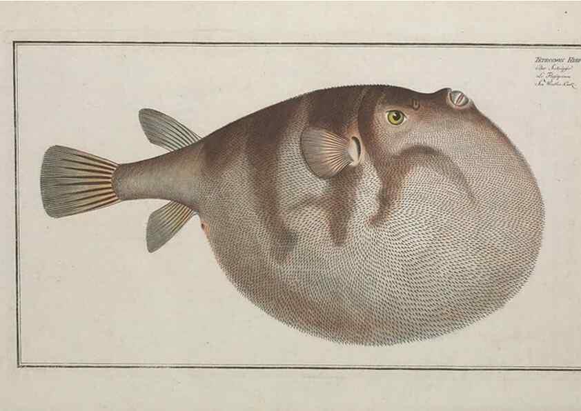 Reproducción/Reproduction 49770508191: Ichtyologie, ou, Histoire naturelle, générale et particulière des poissons :. A Berlin :Chez l'auteur, & chez François de la Garde libraire,1785-1797.. 