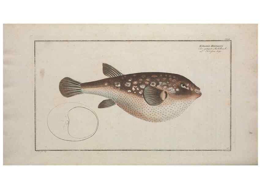 Reproducción/Reproduction 49769976143: Ichtyologie, ou, Histoire naturelle, générale et particulière des poissons :. A Berlin :Chez l'auteur, & chez François de la Garde libraire,1785-1797.. 