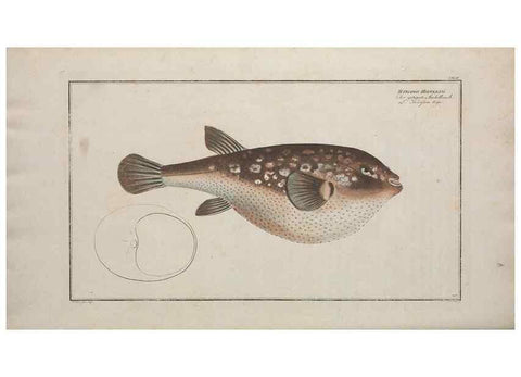 Reproducción/Reproduction 49769976143: Ichtyologie, ou, Histoire naturelle, générale et particulière des poissons :. A Berlin :Chez l'auteur, & chez François de la Garde libraire,1785-1797.. 