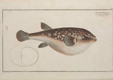 Reproducción/Reproduction 49769976143: Ichtyologie, ou, Histoire naturelle, générale et particulière des poissons :. A Berlin :Chez l'auteur, & chez François de la Garde libraire,1785-1797.. 