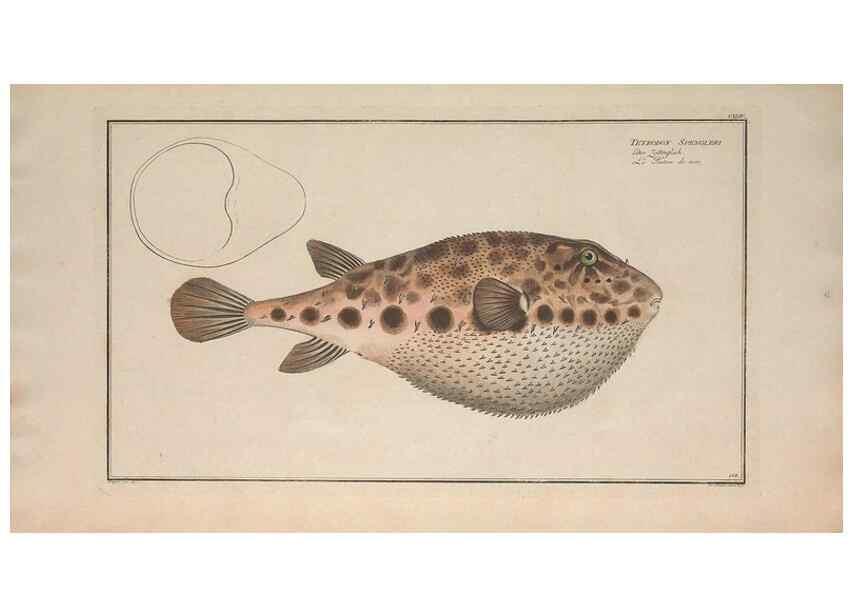 Reproducción/Reproduction 49769976518: Ichtyologie, ou, Histoire naturelle, générale et particulière des poissons :. A Berlin :Chez l'auteur, & chez François de la Garde libraire,1785-1797.. 