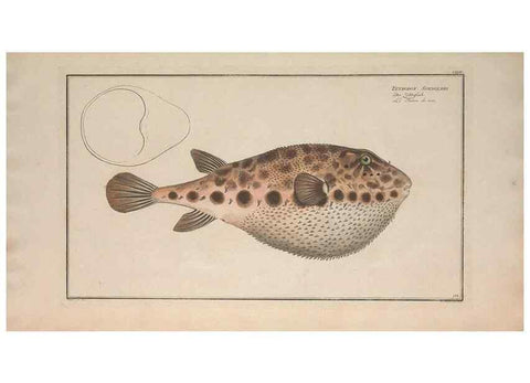 Reproducción/Reproduction 49769976518: Ichtyologie, ou, Histoire naturelle, générale et particulière des poissons :. A Berlin :Chez l'auteur, & chez François de la Garde libraire,1785-1797.. 