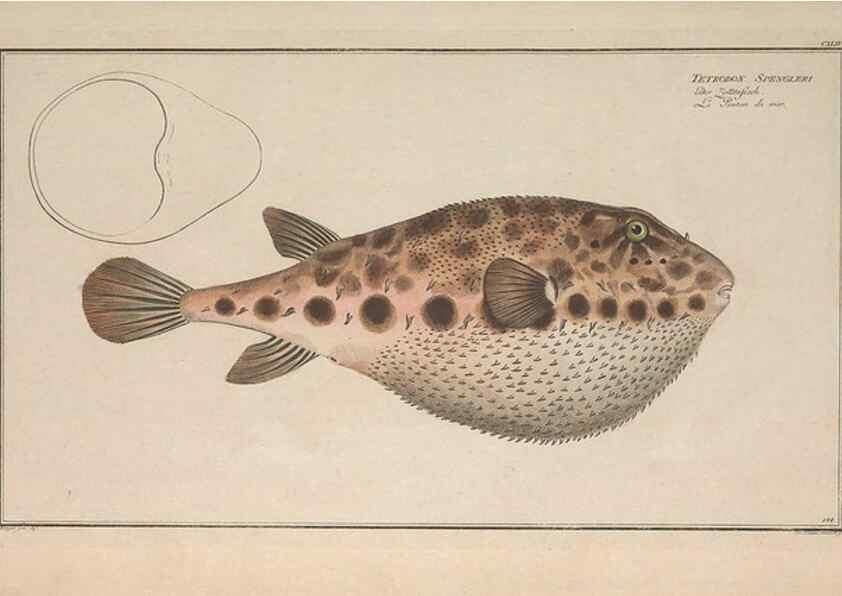 Reproducción/Reproduction 49769976518: Ichtyologie, ou, Histoire naturelle, générale et particulière des poissons :. A Berlin :Chez l'auteur, & chez François de la Garde libraire,1785-1797.. 