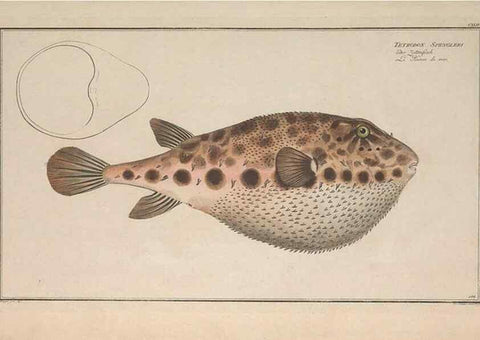 Reproducción/Reproduction 49769976518: Ichtyologie, ou, Histoire naturelle, générale et particulière des poissons :. A Berlin :Chez l'auteur, & chez François de la Garde libraire,1785-1797.. 