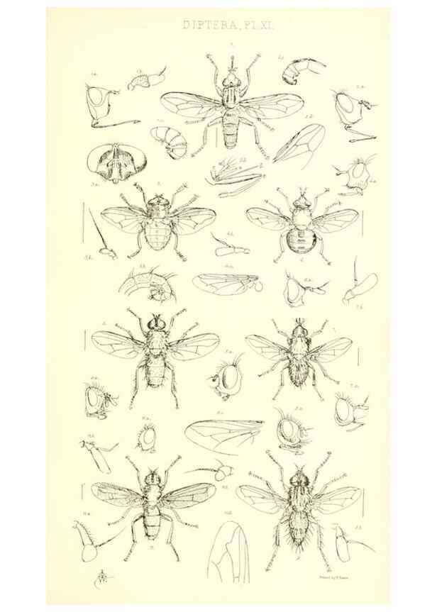 Reproducción/Reproduction 49770191153: Insecta Britanica : Diptera / by Francis Walker.. London :Reeve and Benham,1851-56.. 