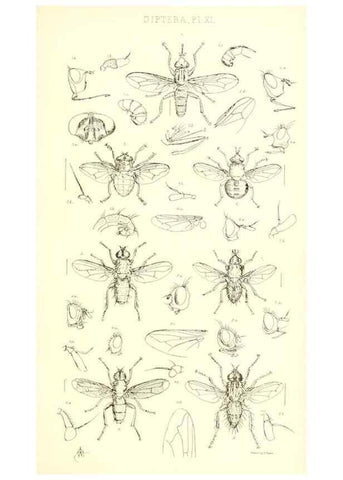 Reproducción/Reproduction 49770191153: Insecta Britanica : Diptera / by Francis Walker.. London :Reeve and Benham,1851-56.. 
