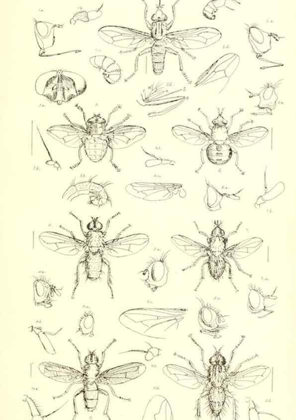 Reproducción/Reproduction 49770191153: Insecta Britanica : Diptera / by Francis Walker.. London :Reeve and Benham,1851-56.. 