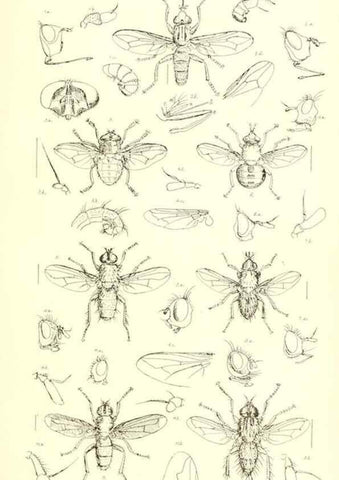 Reproducción/Reproduction 49770191153: Insecta Britanica : Diptera / by Francis Walker.. London :Reeve and Benham,1851-56.. 